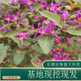 苗圃出售红花忍冬 规格齐全庭院别墅种植观赏花镜切花材料