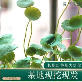 苗圃出售铜钱草 规格齐全室内盆栽种植净化空气