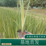 苗圃出售水生鳶尾 庭院盆栽種植觀賞花鏡切花材料