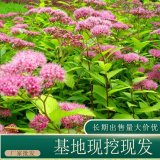 苗圃出售日本绣线菊 园林绿化造景观赏苗花坛种植切花材料