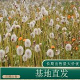 苗圃出售蒲公英 園林景區(qū)花海造景花鏡切花材料