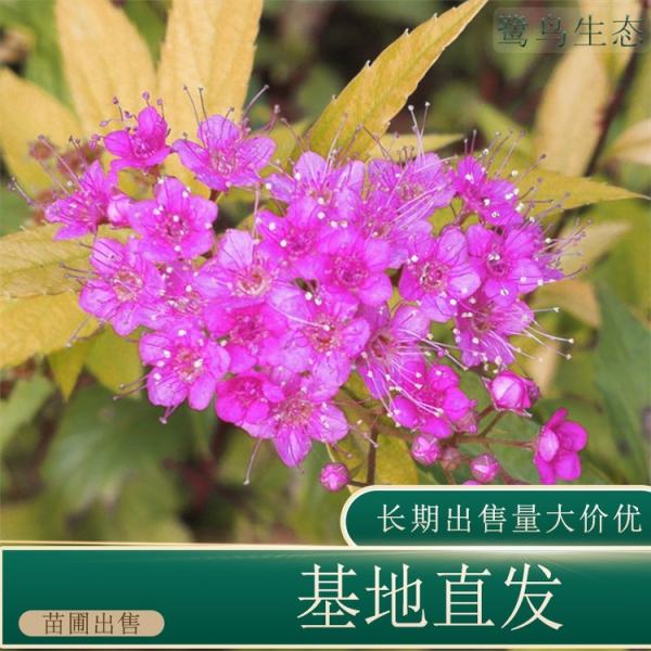 粉花绣线菊价格