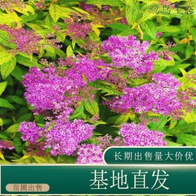 苗圃出售粉花绣线菊 规格齐全园林地被种植观花植物