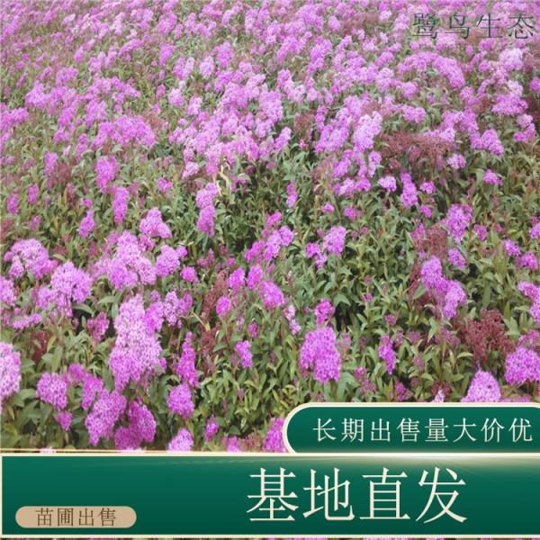 粉花绣线菊价格