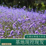 苗圃出售馬鞭草 園林景區(qū)地被花海造景工程花鏡切花材料