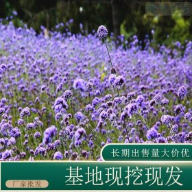 苗圃出售马鞭草 园林景区地被花海造景工程花镜切花材料