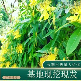 苗圃出售金丝桃 庭院种植观赏园林绿化工程苗