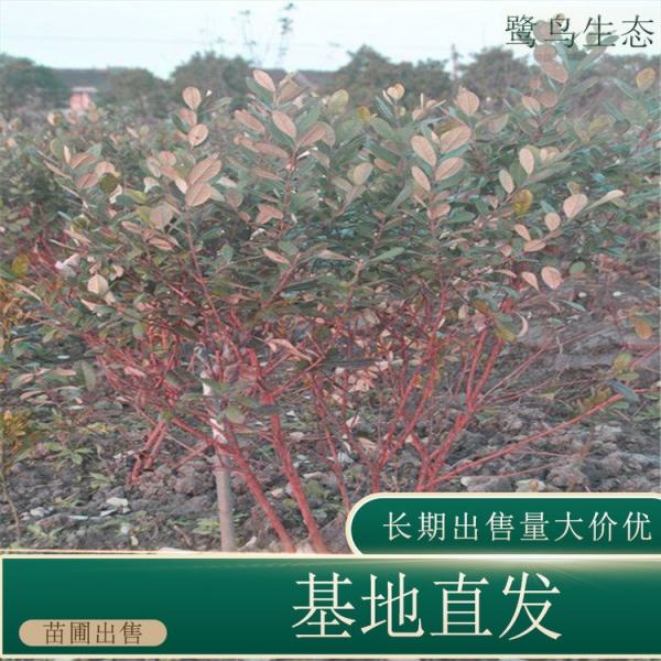 菲油果棒棒糖型价格