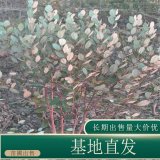 苗圃出售菲油果棒 棒糖型 庭院別墅種植觀賞道路綠化觀賞苗