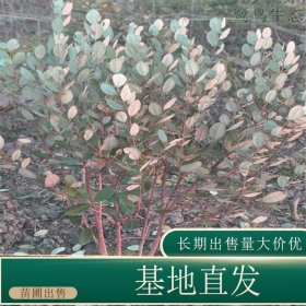 苗圃出售菲油果棒 棒糖型 庭院别墅种植观赏道路绿化观赏苗