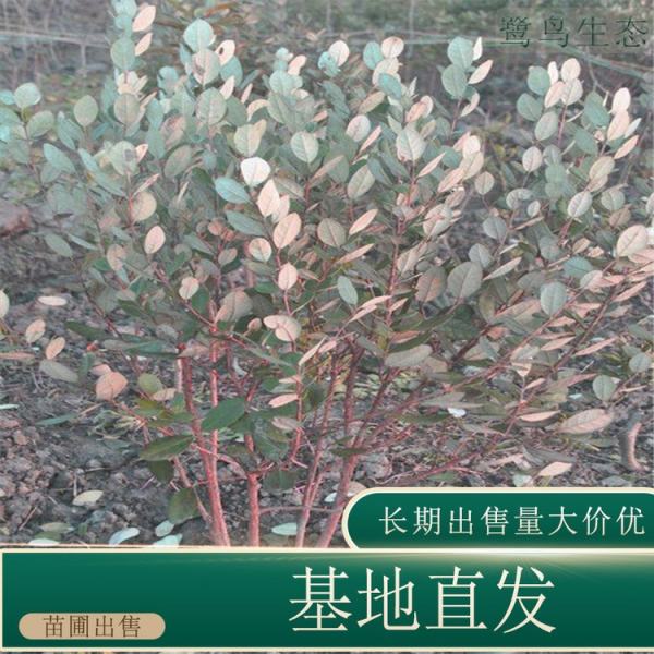 菲油果棒棒糖型价格