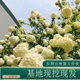 苗圃出售八仙绣球花 规格齐全花量大庭院种植观赏花卉