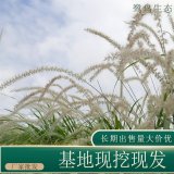 苗圃出售大布尼狼尾草 庭院盆栽觀賞造景園林綠化工程草