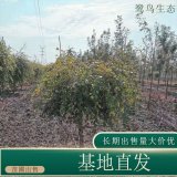 苗圃新優(yōu)品種出售垂枝河樺 垂枝樺 庭院花壇種植綠化風(fēng)景樹