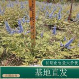 苗圃出售穗花牡荊 規(guī)格齊全城市道路種植觀賞園林綠化工程苗