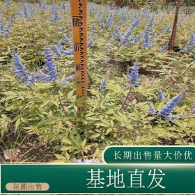 苗圃出售穗花牡荆 规格齐全城市道路种植观赏园林绿化工程苗