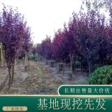 苗圃出售紅葉李 道路兩旁綠化樹 園林彩葉觀賞苗木