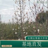 苗圃出售叢生玉蘭 規(guī)格齊全庭院別墅種植觀賞風(fēng)景行道樹