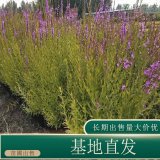 苗圃出售千屈菜 河道濕地公園池塘種植綠化工程草