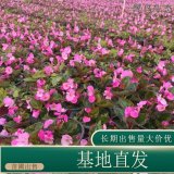 苗圃出售四季秋海棠 四季開花 花期長 多用于室內(nèi)觀賞 綠化苗木