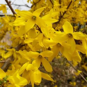 苗圃出售迎春 花色金黄 叶丛翠绿 易成活 连翘花海花墙绿化苗