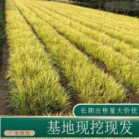 苗圃出售金叶菖蒲 规格齐全庭院种植园林绿化固土护坡工程草