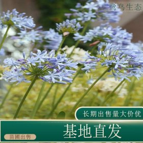 苗圃出售百子莲 道路花坛种植观赏花镜切花材料