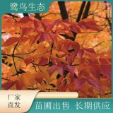 苗圃新優(yōu)品種出售美國白蠟樹 秋紫地栽 別墅庭院種植風(fēng)景行道樹