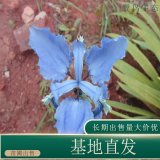 苗圃出售紫花鸢尾 花坛种植观赏园林地被绿化工程苗