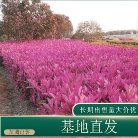 苗圃出售红叶石楠篱 城市绿化种植苗道路色块彩篱 易成活