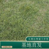 苗圃出售馬尼拉草坪草皮 規(guī)格齊全廣場校園地被種植觀賞草