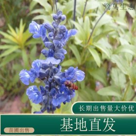 苗圃出售兰花鼠尾草 规格齐全园林景区地被种植观赏