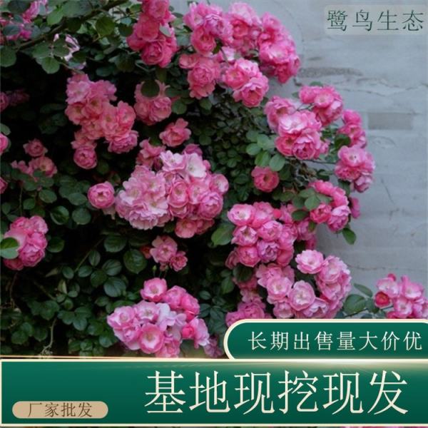 薔薇價格