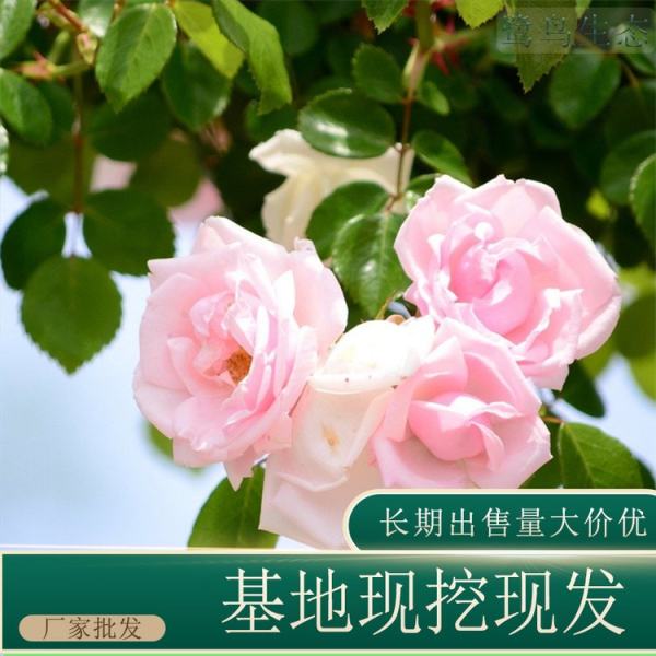 薔薇價格