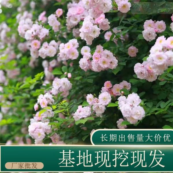 薔薇價格