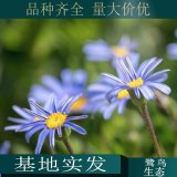 苗圃出售钟情玛格丽特王簪 花卉植物盆栽 糖果雏菊木春菊四季种