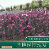 苗圃出售红叶紫薇 规格齐全花量大庭院种植绿化观赏苗