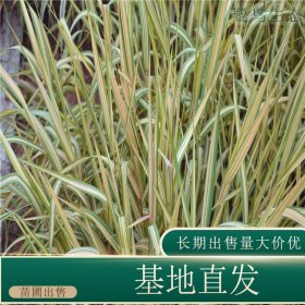 苗圃出售玉带草 道路小区种植观赏园林地被绿化固土护坡