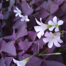 紫叶大花芙蓉酢浆草 花坛花镜道路绿化栽植 景观种植苗