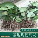 苗圃出售吳風(fēng)草 規(guī)格齊全室內(nèi)盆栽種植凈化空氣