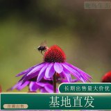 苗圃出售松果菊 花坛行道园林景观绿化工程色块苗