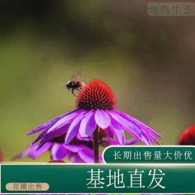 苗圃出售松果菊 花坛行道园林景观绿化工程色块苗