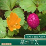 苗圃出售蛇莓 庭院花壇種植觀賞園林地被觀果苗