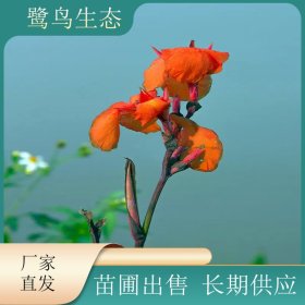 苗圃出售 美人蕉 河道公园 园林驳岸 花色艳丽花期长