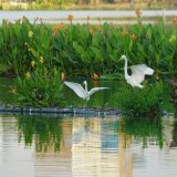 水生植物生態(tài)浮島 支持上門安裝 水體綠化水下森林凈化水質(zhì)