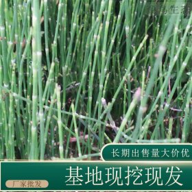 苗圃出售木贼 室内盆栽种植观赏园林地被绿化固土护坡