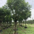 藍花楹 15公分 市政道路綠化景觀樹 彩葉樹 3-5桿 精品工程樹