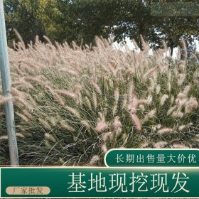 苗圃出售白穗狼尾草 规格齐全园林景区地被绿化固土护坡工程草