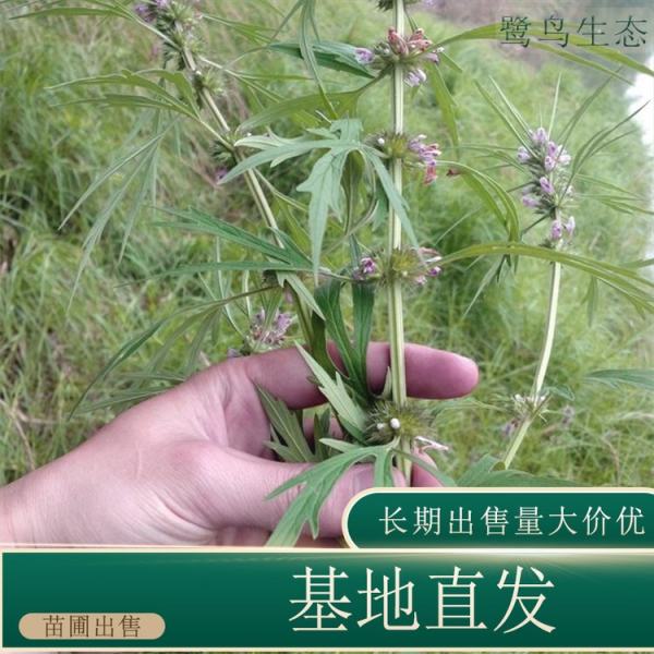 益母草價格