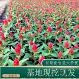 苗圃出售一支筆 盆景盆栽種植觀賞花鏡切花材料